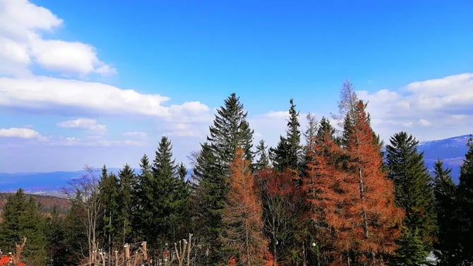 Beyond the City: Top 5 Day Trips for a Perfect Seattle Fall Adventure