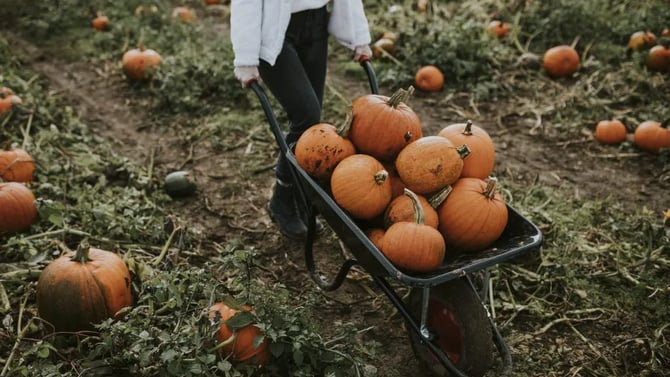 Harvest Time! Your Guide to Seattle’s Best Pumpkin Patches and Apple Orchards