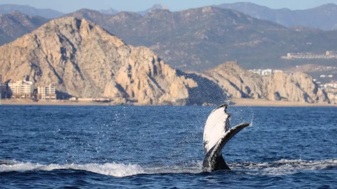 Finding Giants: The Best Whale Watching Tours in the Pacific Northwest
